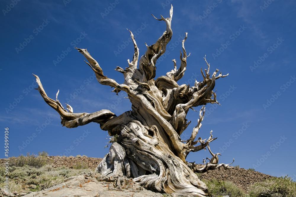 Ancient Bristlecone Pine Tree, California