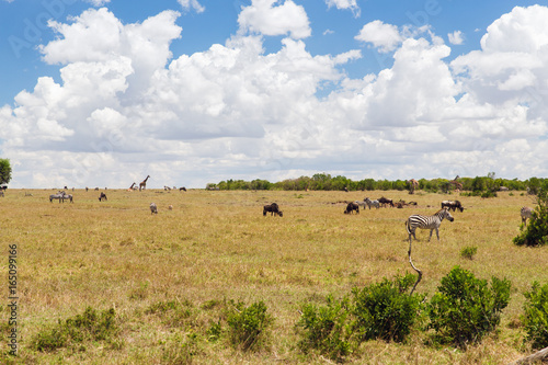 group of herbivore animals in savannah at africa © Syda Productions