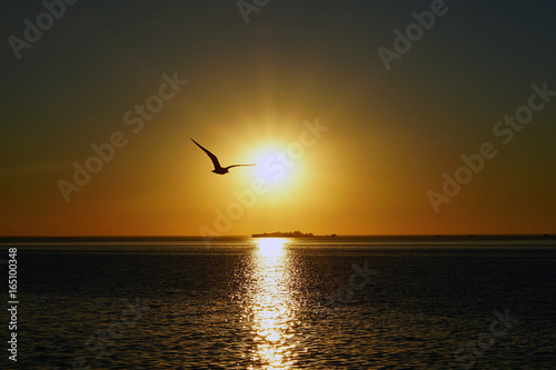 Seagull on sunset background