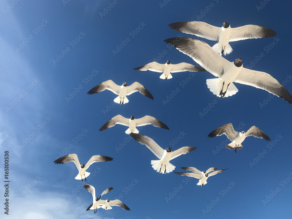 Obraz premium Seagulls Flying Overhead with Blue Sky Background