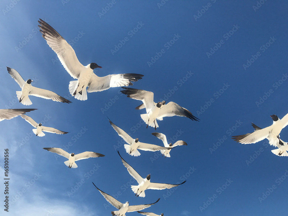 Obraz premium Seagulls Flying Overhead with Blue Sky Background
