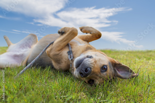 Mixed breed dog rolling in green grass under blue sky in summer making eye contact and smiling.