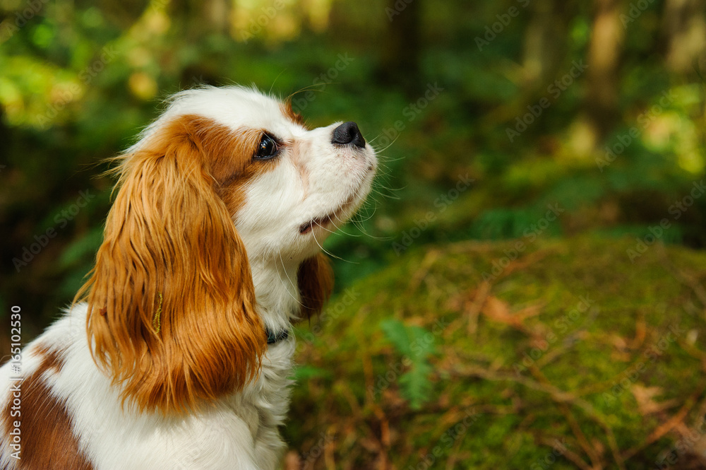 Cavalier King Charles Spaniel dog portrait in forest