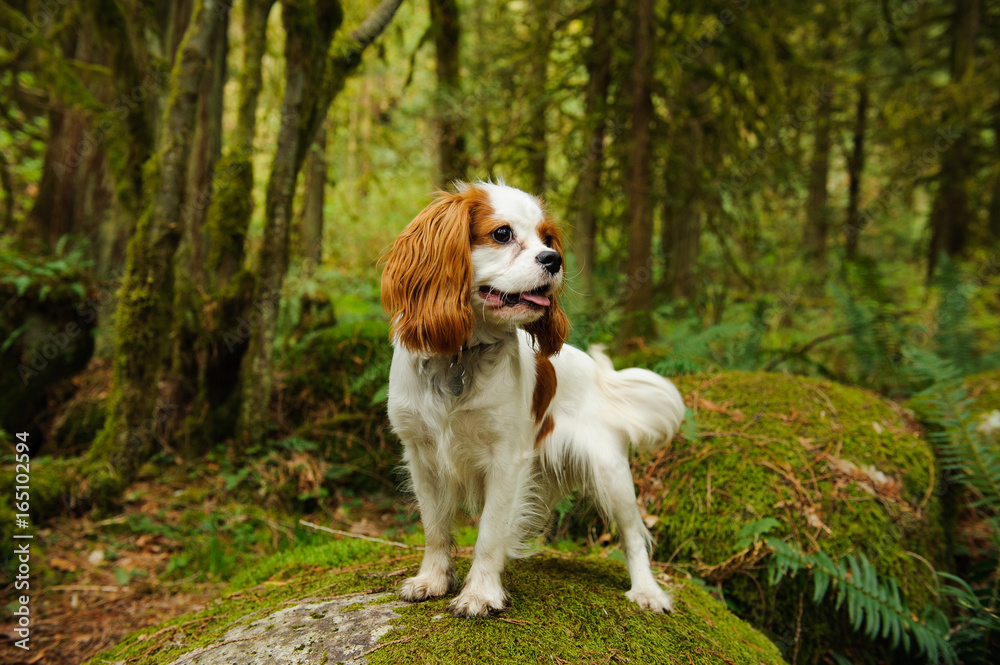 Cavalier King Charles Spaniel dog standing in mossy forest Cavalier King Charles Spaniel dog standing in mossy forest