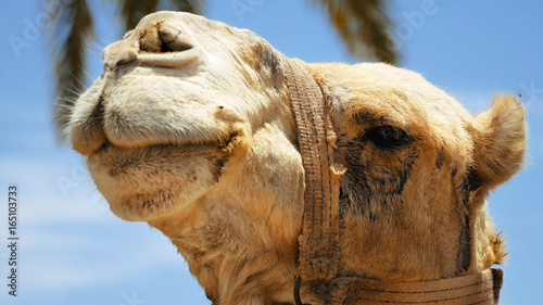 Camel head closeup outdoors. Camels are pack animals widely used in Africa and Middle east.