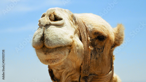 Camel head closeup outdoors. Camels are pack animals widely used in Africa and Middle east. © kirill4mula