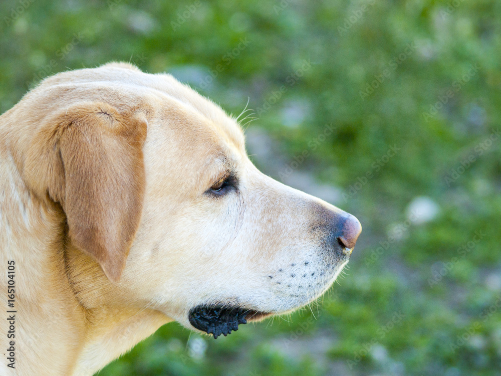 Portrait of golden Labrador Retriever Portrait of golden Labrador Retriever