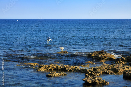Dwa morskie ptaki na skałach na brzegu wyspy Rodos. #165104372