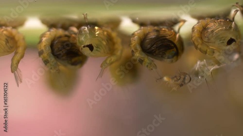 mosquito larvae and Pupa