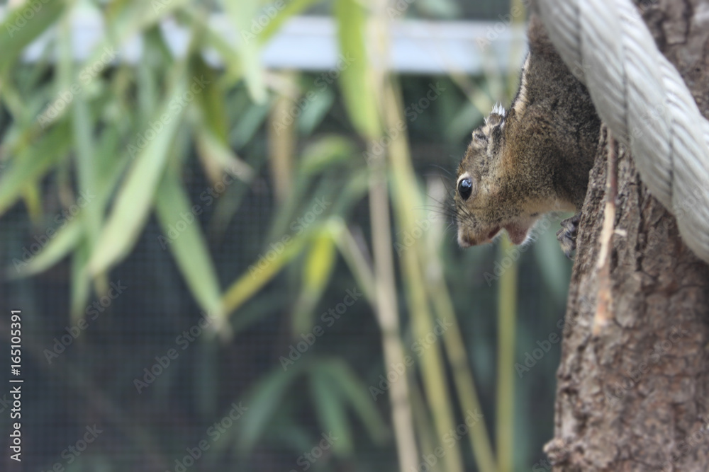 Obraz premium écureuils