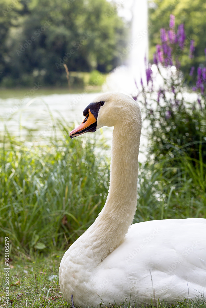 Obraz premium adult swan against fountain in the Great Garden of Dresden