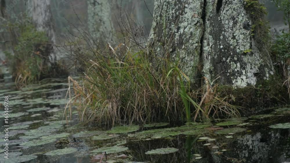 Swamp grass passing with water lilies in a foggy swamp. Swamp grass passing with water lilies in a foggy swamp.