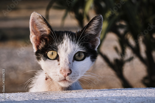 Fototapeta Naklejka Na Ścianę i Meble -  Portrait of black and white cat in Greece.