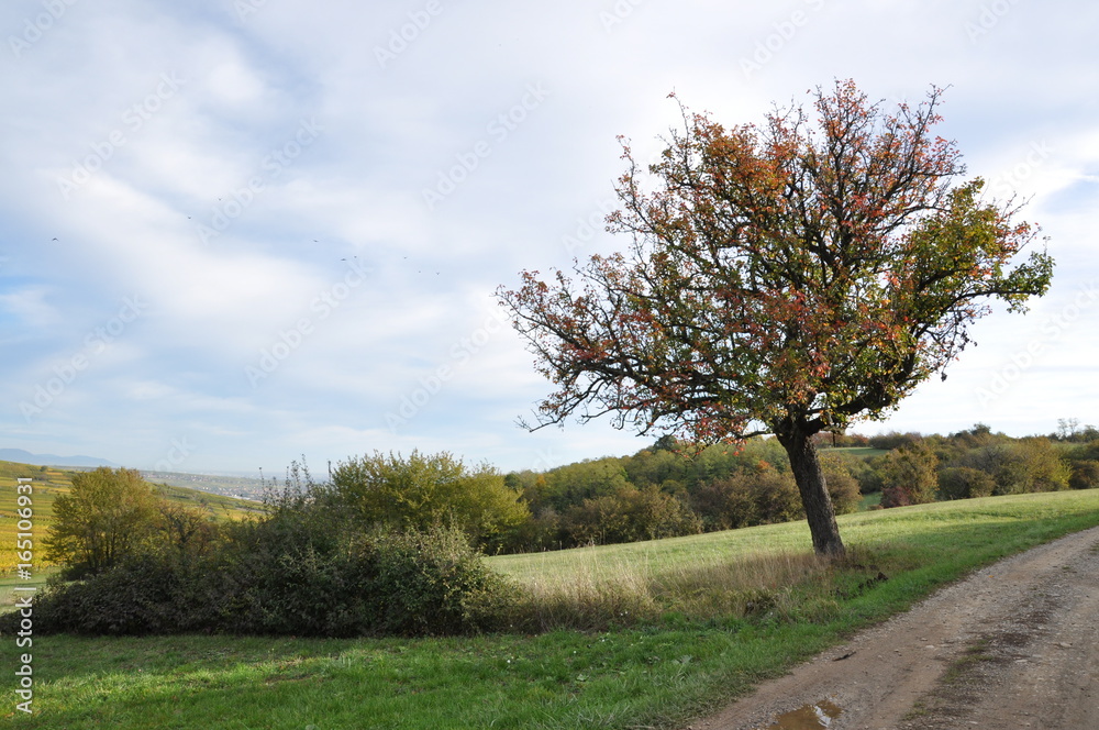 Obraz premium Paysage d'automne