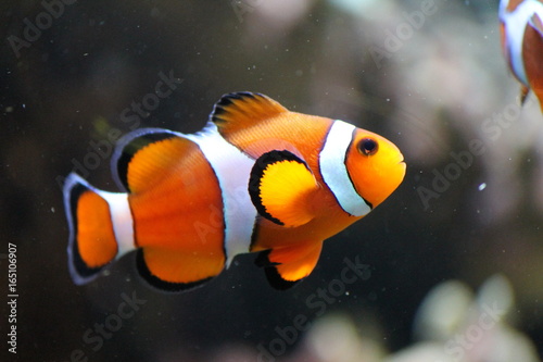 clownfish anemonefish fish stock, photo, photograph, image, picture,  photo