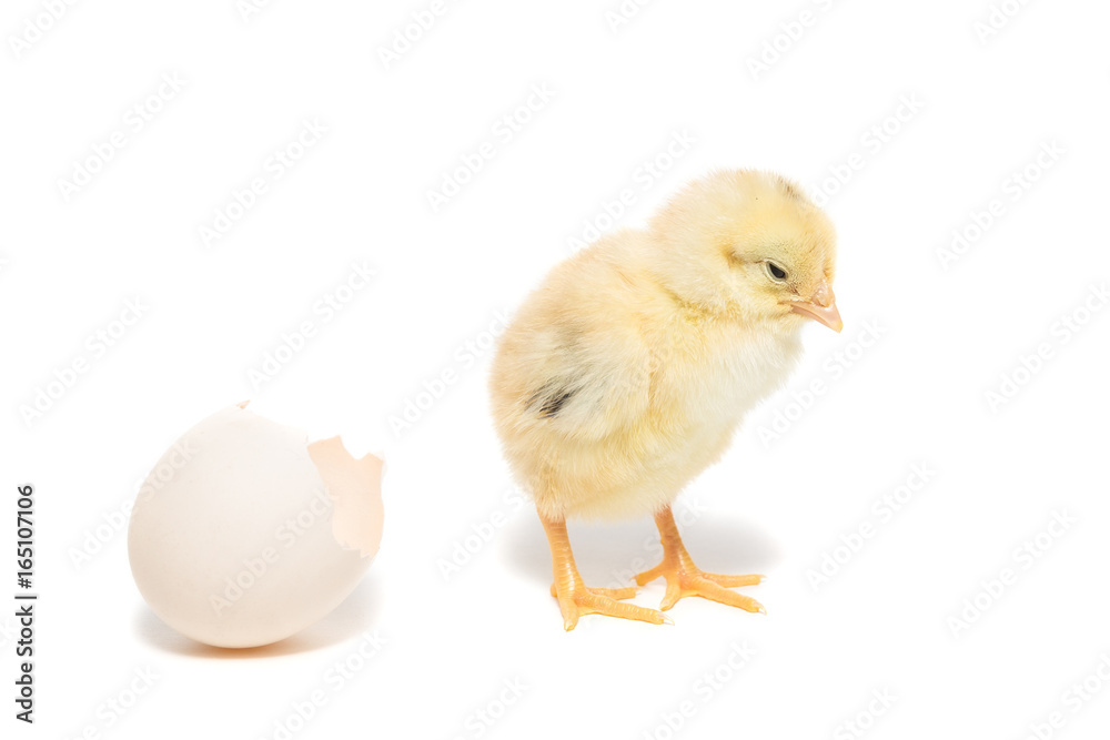 Chicken hatched from the shell Chicken hatched from the shell