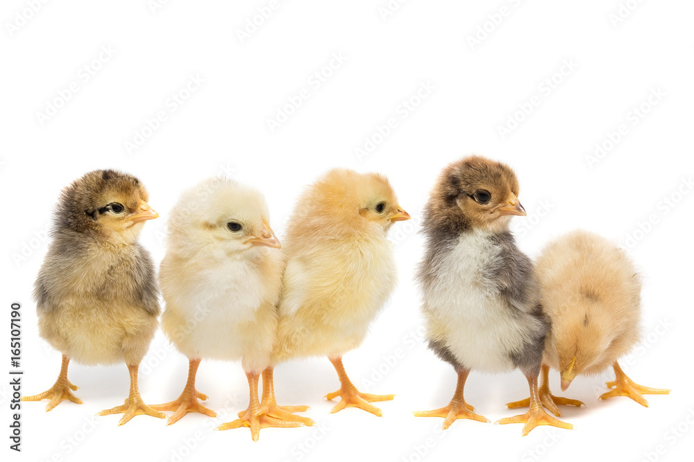 Five chickens on white background