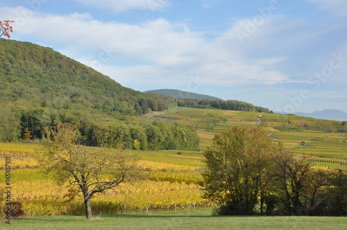 Wallpaper Mural Vignoble en automne Torontodigital.ca