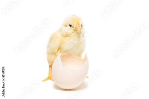 Chicken hatched from the shell