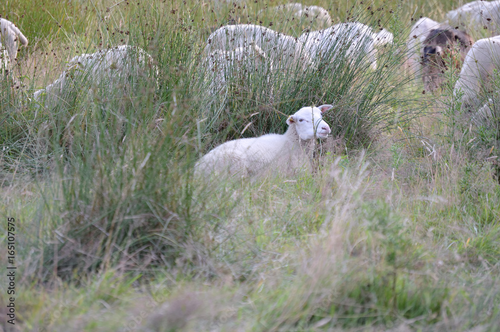 Naklejka premium liegendes Schaf in der Lohe