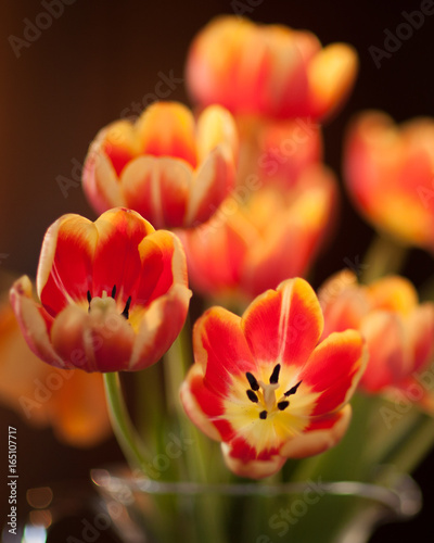 Bouquet of Orange Yellow Tulips in Glass Vase with a Warm Dark Background