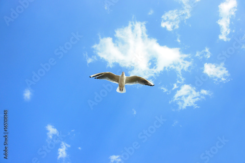 White seabird with black wing tips flying and soaring up in the blue air filled with clouds.
