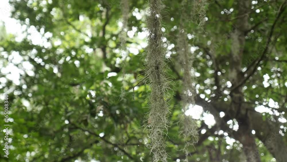 Spanish moss hangs from green forest trees. Spanish moss hangs from green forest trees.