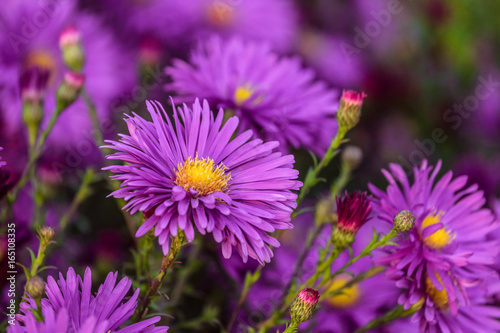 Fototapeta Naklejka Na Ścianę i Meble -  Colorful violet flowers aster alpinus close-up. Beautiful natural plant with limited depth of field.