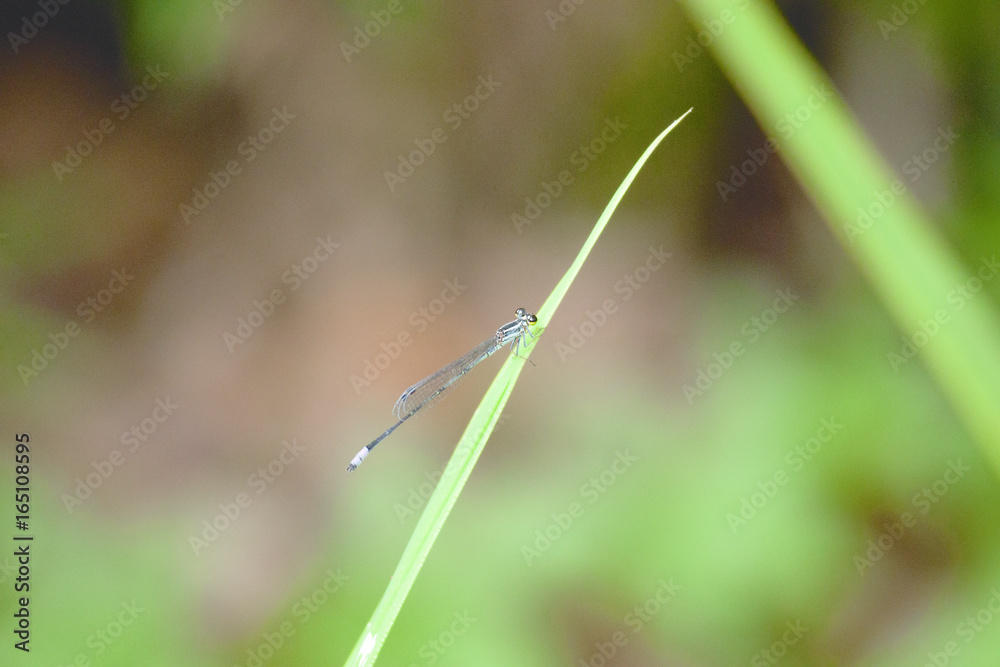 Small silver dragonfly sitting resting on green leaf in the morning sun.