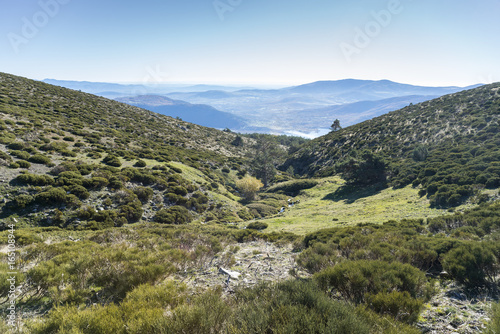 Padded brushwood  Cytisus oromediterraneus and Juniperus communis  near Hornillo Stream  in Guadarrama Mountains National Park  Spain