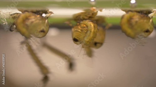mosquito larvae and Pupa