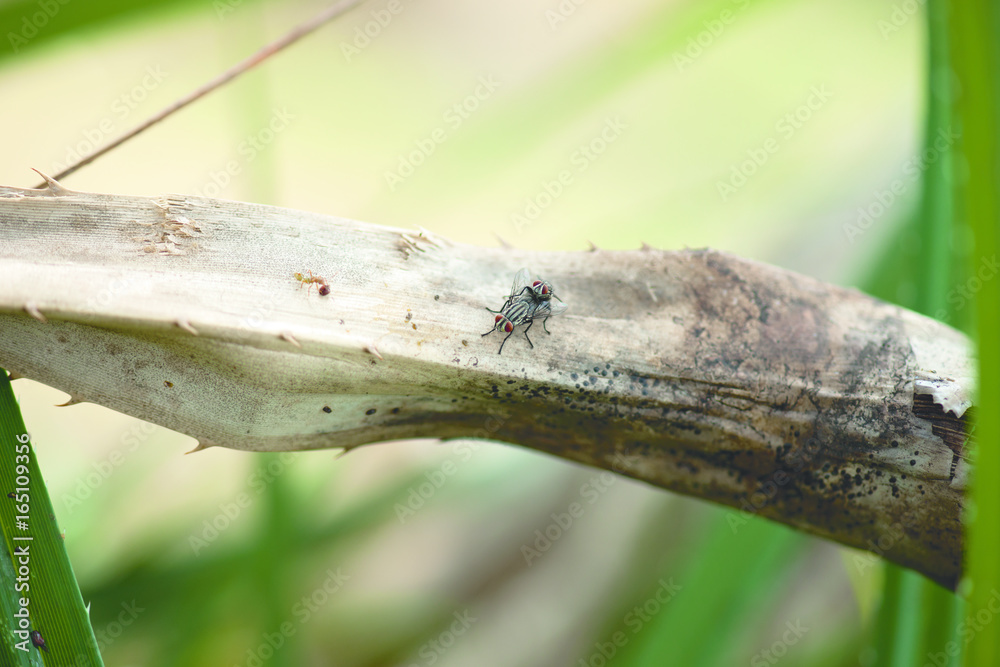 Close-up of two flies mating on a wooden branch in nature behind green leaves. Close-up of two flies mating on a wooden branch in nature behind green leaves.