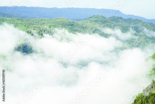 White clouds of mist hovering low between green trees in the early forest morning.