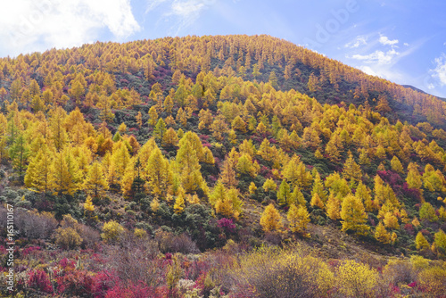 Photos Many beautiful colorful yellow orange autumn trees growing on a mountain hill at midday in China