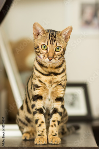 Bengal cat breed at the age of 5 months, sitting on the bedside table