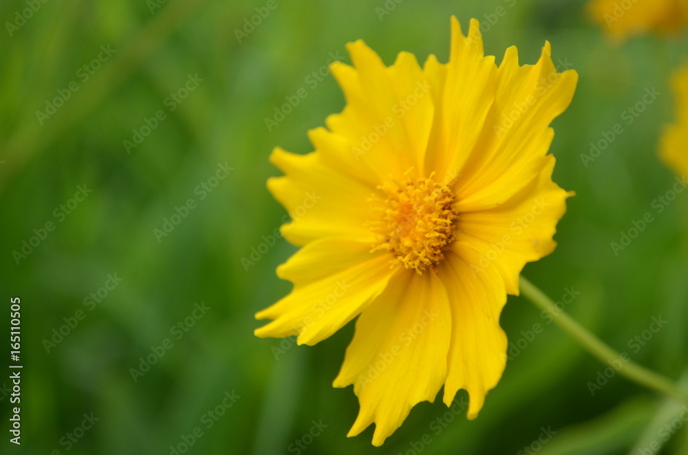 Profile yellow flower. Blurry background. Warm colors Profile yellow flower. Blurry background. Warm colors