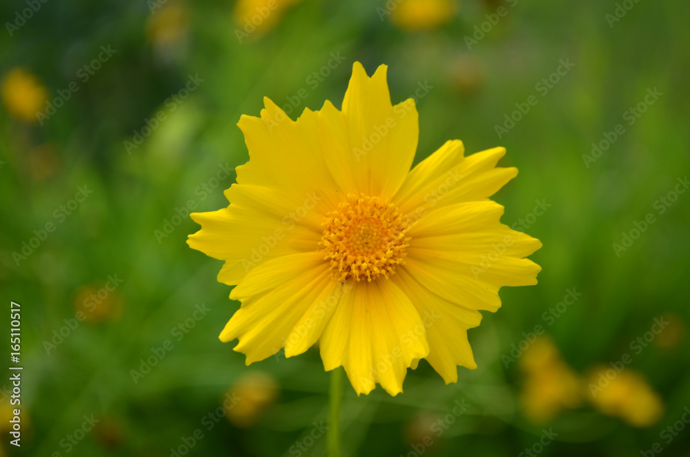 Front face yellow flower. Blurry background. Warm colors Front face yellow flower. Blurry background. Warm colors