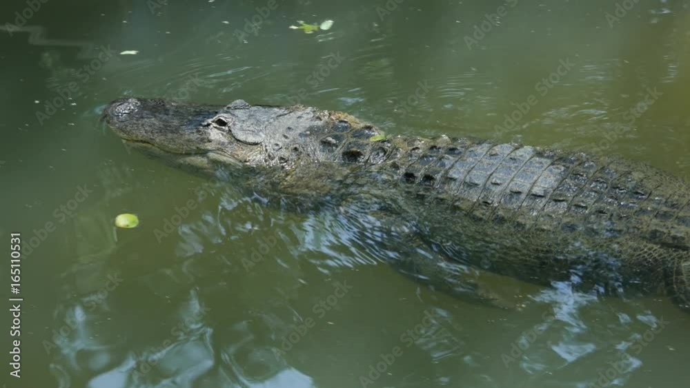 Alligator swimming underwater in a river. Alligator swimming underwater in a river.