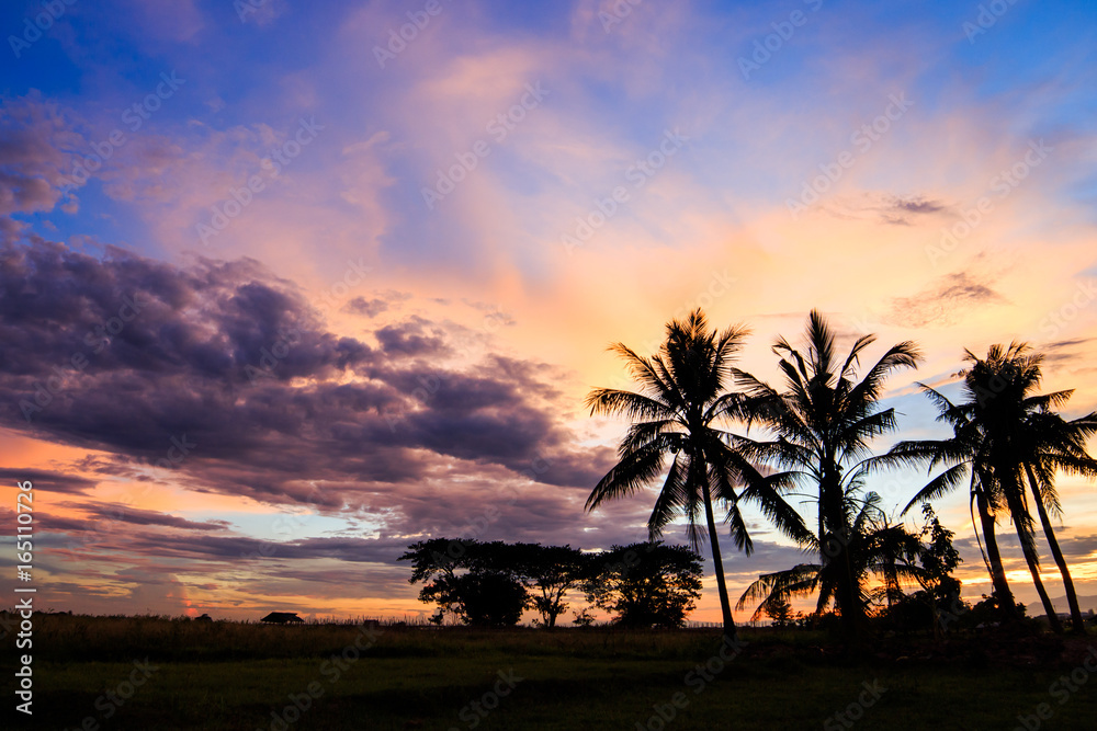 Silhouetted of coconut tree during sunrise