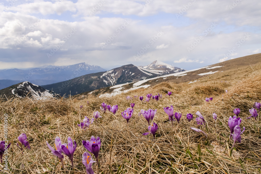 Alpine crocuses blooming in the mountains of the Carpathians on top of the mountain. Fresh beautiful purple flowers
