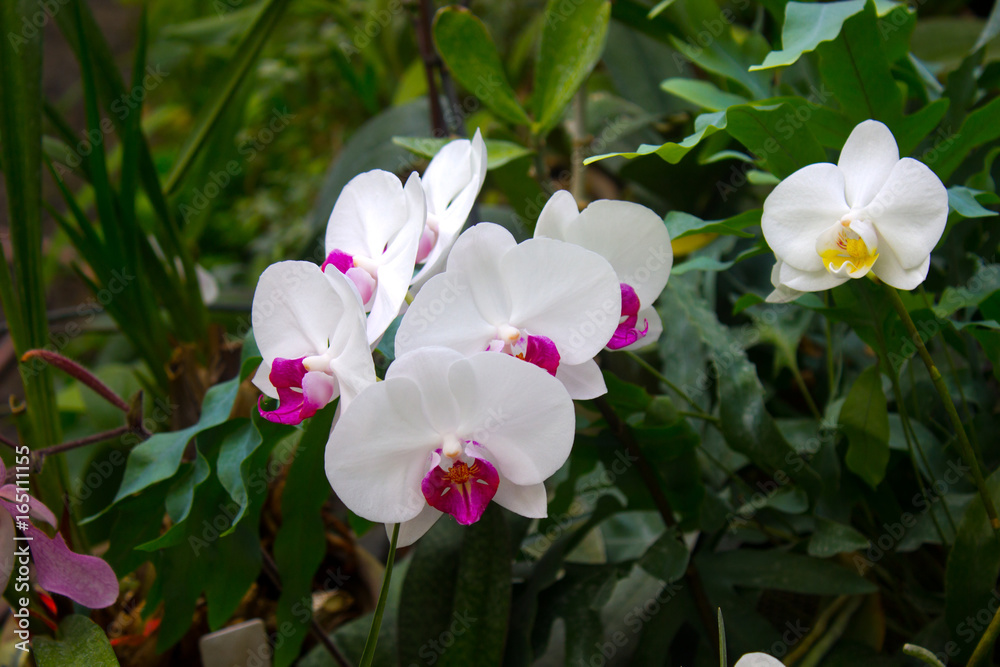 Fototapeta premium Orchid Flower