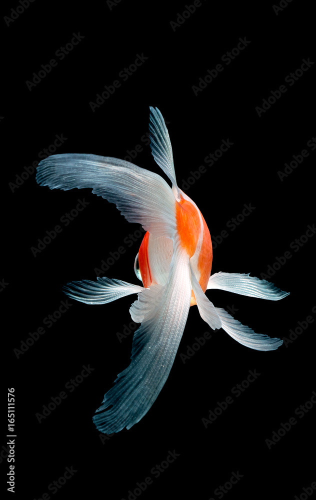 Naklejka premium goldfish isolated on black background