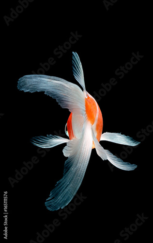 goldfish isolated on black background
