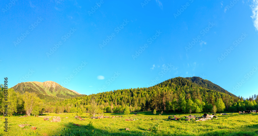 Meadow near the mountains Arkhyz. The beautiful panorama summer landscape with forest mountain.