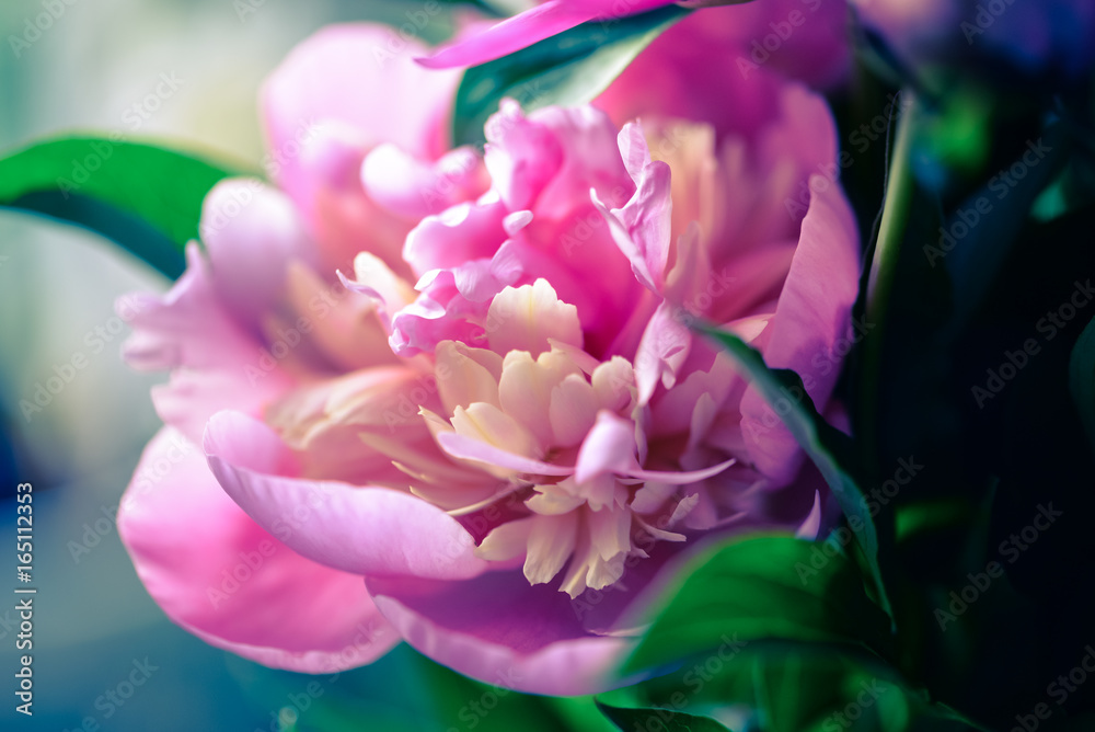 Blossoming peony macro with blurred background for prints, posters, design, covers, wallpapers. Nice garden flower. Spring and summer plants. Artistic photo with fuchsia flower for interior, cards. Blossoming peony macro with blurred background for prints, posters, design, covers, wallpapers. Nice garden flower. Spring and summer plants. Artistic photo with fuchsia flower for interior, cards.