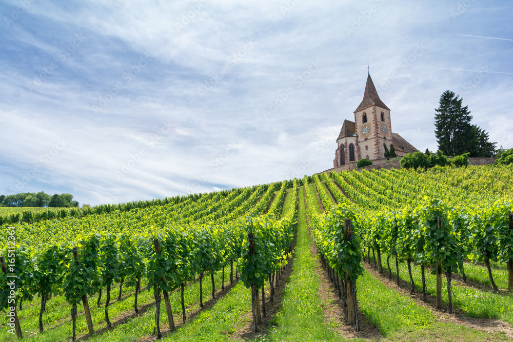 vineyard and medieval church in Alsace, France