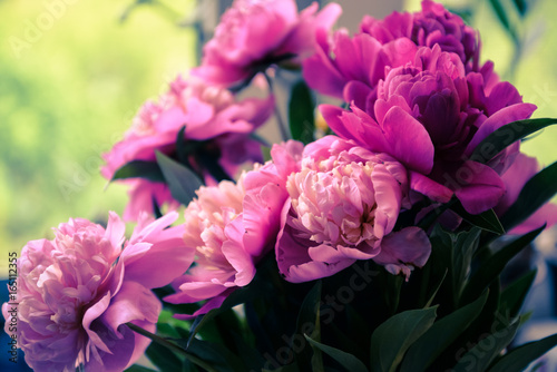 Purple and pink peonies with blurred background. Flowering fuchsia peonies  blossoming. Romantic bouquet of lovely flowers for cards  invitations  covers  design  interior  prints  wallpapers  home.