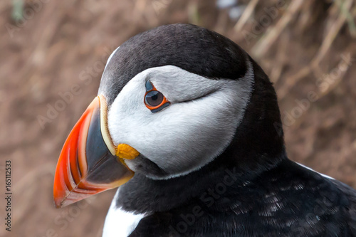 Fowlsheugh RSPB - Puffin photo