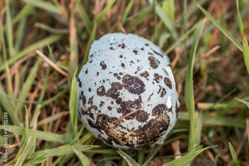 Fowlsheugh RSPB - Razorbill egg photo