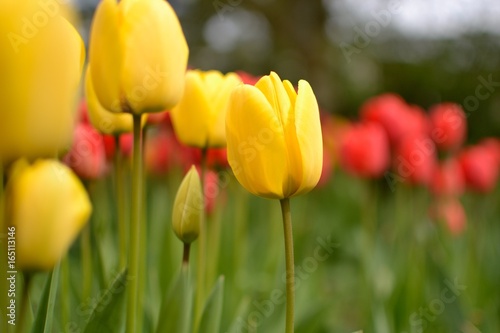 tulipe